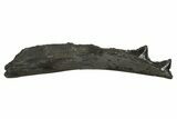 Bizarre Shark (Edestus) Jaw Section with Teeth - Carboniferous #312510-1